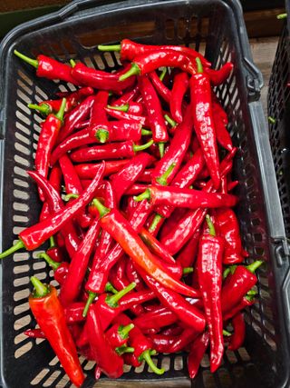 홍천산채농원님의 자유주제 · 자유게시판 작성글 사진