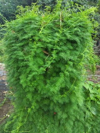 한석희님의 농사, 무엇이든 물어보세요! · 참여글 작성글 사진