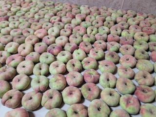 김안식~납작복숭아님의 자유주제 · 자유게시판 작성글 사진