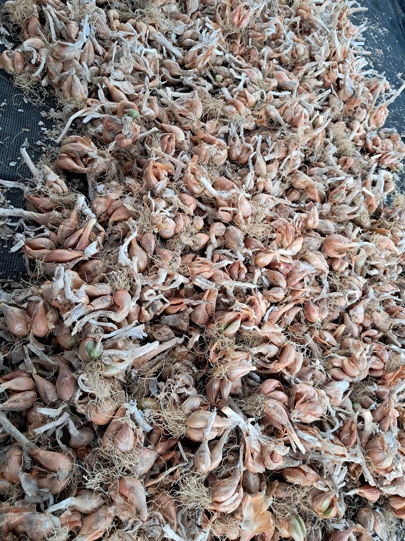 장터 상품 [쪽파종구 ] 썸네일