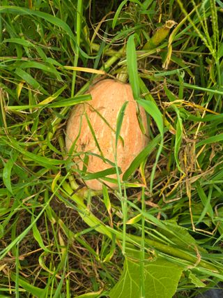 할배맥가이버님의 자유주제 · 자유게시판 작성글 사진