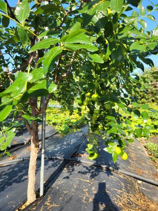 이동엽(양지팜)님의 자유주제 · 자유게시판 작성글 사진
