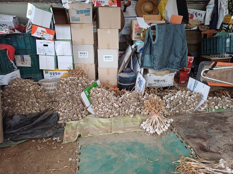 전원수님의 장터 판매 상품 [한지형(의성종 )씨마늘용1접+통마늘3번(판매완료돠었습니다 모든분게감사드리며 풍년농사가되시기를기원드립니다)] 첨부 사진