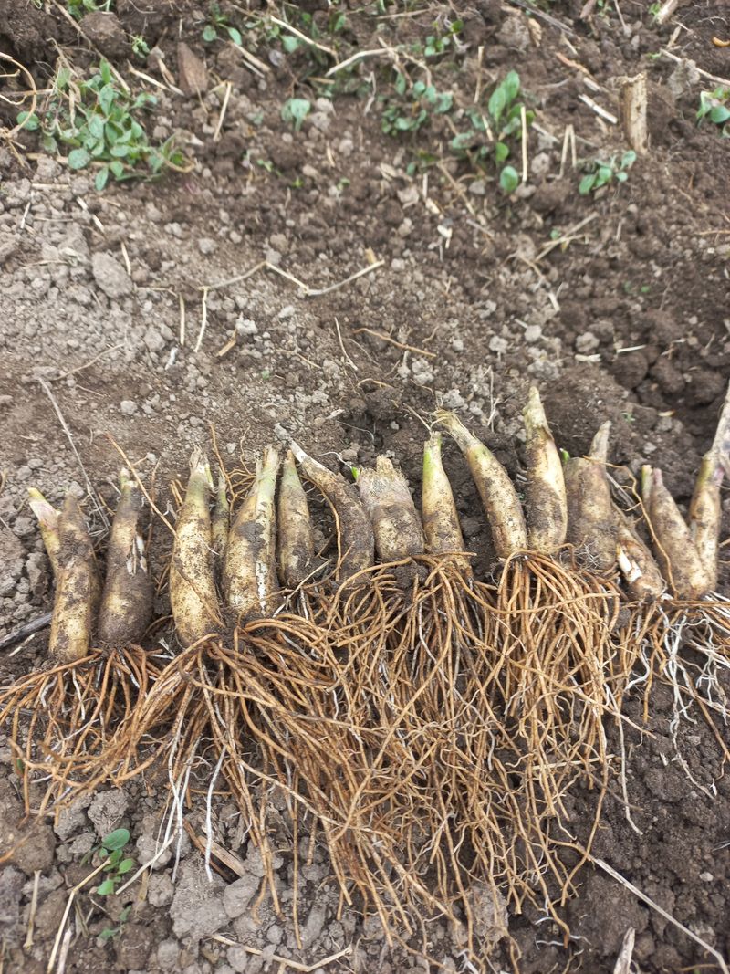 황덕순 님의 장터 판매 상품 [명이나물 씨앗.가을종근.판매] 첨부 사진