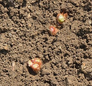 누보농장님의 자유주제 · 자유게시판 작성글 사진