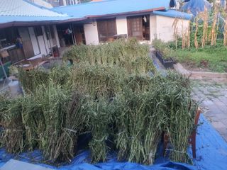 옥천서화농님의 자유주제 · 자유게시판 작성글 사진