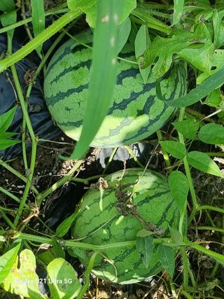 이천산수유3대농부님의 자유주제 · 자유게시판 작성글 사진