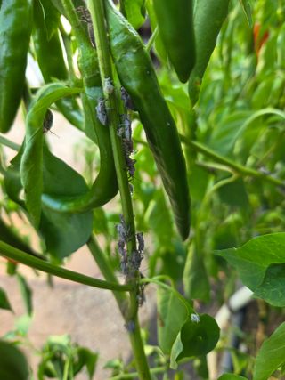 전이주님의 농사, 무엇이든 물어보세요! · 참여글 작성글 사진