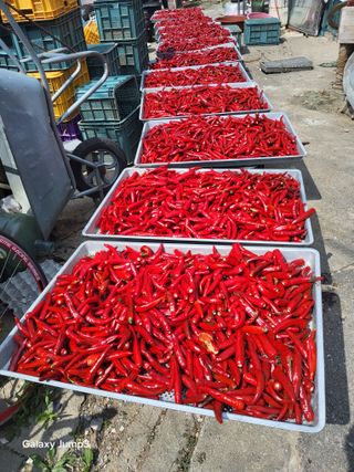 이천산수유3대농부님의 자유주제 · 자유게시판 작성글 사진