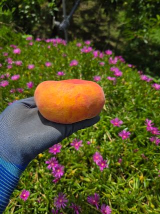 경북 영천 제우스님의 자유주제 · 자유게시판 작성글 사진