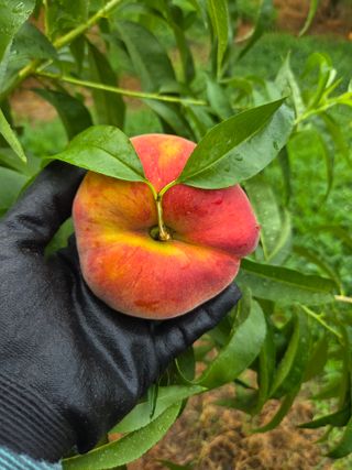 경북 영천 제우스님의 자유주제 · 자유게시판 작성글 사진