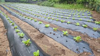 변영수 님의 자유주제 · 자유게시판 작성글 사진