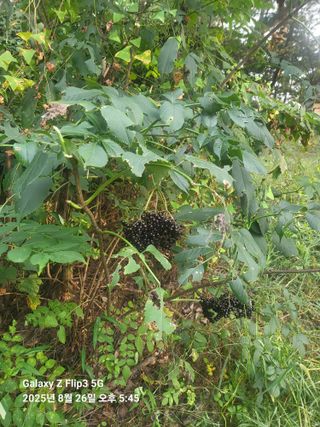 최봉식님의 자유주제 · 자유게시판 작성글 사진