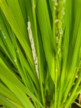 팜모닝 자유주제·자유게시판 게시글 이미지