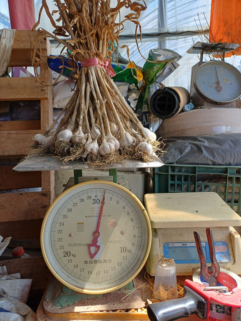 장터 상품 [한지형(의성종 )씨마늘용1접+통마늘3번(판매완료돠었습니다 모든분게감사드리며 풍년농사가되시기를기원드립니다)] 썸네일