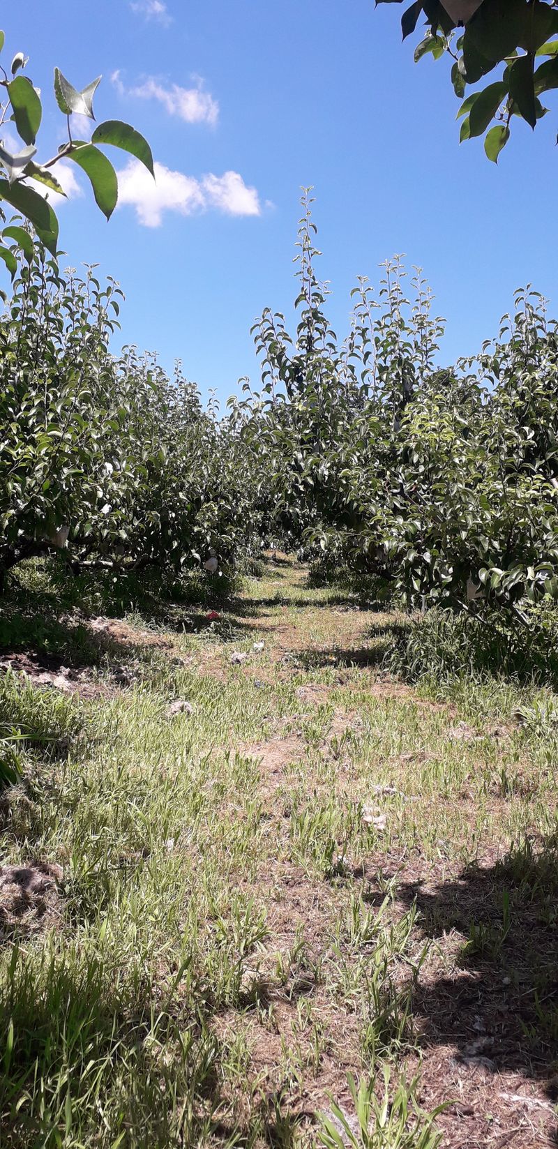 이슬농부농산님의 장터 판매 상품 [시원아삭 원황햇배(15kg)] 첨부 사진