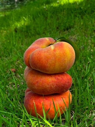 경북 영천 제우스님의 자유주제 · 자유게시판 작성글 사진