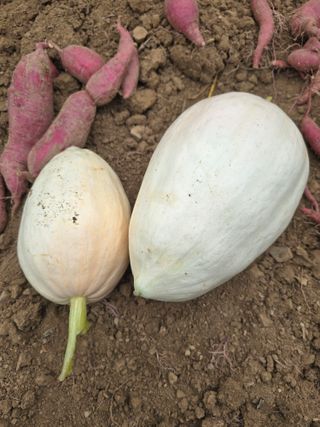 할배맥가이버님의 자유주제 · 자유게시판 작성글 사진