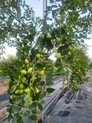 이동엽(양지팜)님의 자유주제 · 자유게시판 작성글 사진