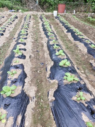 당근한개님의 자유주제 · 자유게시판 작성글 사진