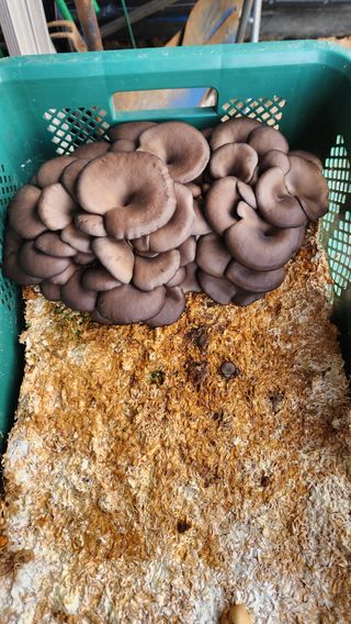 이석팔님의 자유주제 · 자유게시판 작성글 사진