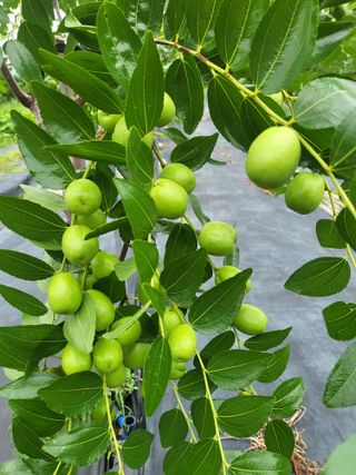 이동엽(양지팜)님의 자유주제 · 자유게시판 작성글 사진