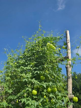조용오님의 자유주제 · 자유게시판 작성글 사진