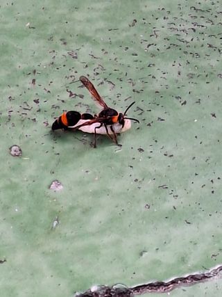 남 샘결 개둥맘님의 자유주제 · 자유게시판 작성글 사진