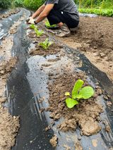 팜모닝 자유주제·자유게시판 게시글 이미지