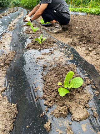 누보농장님의 자유주제 · 자유게시판 작성글 사진