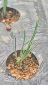 팜모닝 농사, 무엇이든 물어보세요!·참여글 게시글 이미지