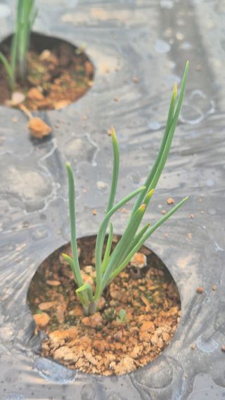 엄미애님의 농사, 무엇이든 물어보세요! · 참여글 작성글 사진