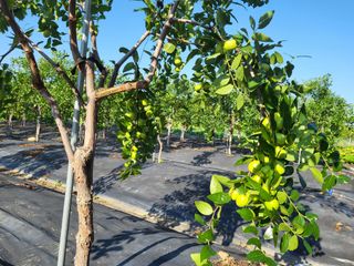 이동엽(양지팜)님의 자유주제 · 자유게시판 작성글 사진