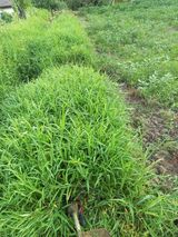 팜모닝 자유주제·자유게시판 게시글 이미지