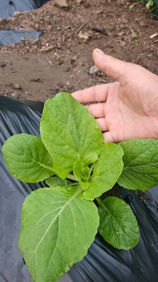 변영수 님의 자유주제 · 자유게시판 작성글 사진