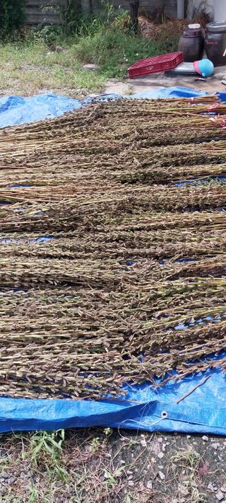 주말 텃밭 농부님의 자유주제 · 자유게시판 작성글 사진