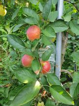 팜모닝 자유주제·자유게시판 게시글 이미지