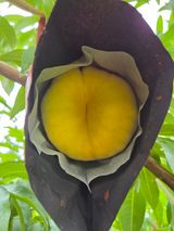 팜모닝 자유주제·자유게시판 게시글 이미지