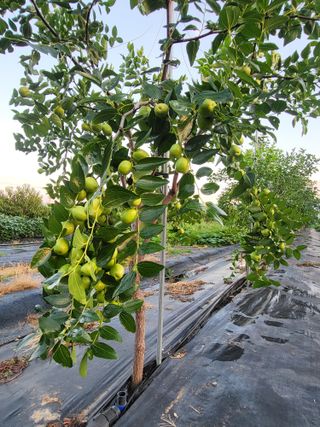 이동엽(양지팜)님의 자유주제 · 자유게시판 작성글 사진