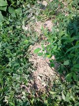 팜모닝 자유주제·자유게시판 게시글 이미지