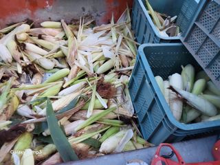 이천산수유3대농부님의 자유주제 · 자유게시판 작성글 사진