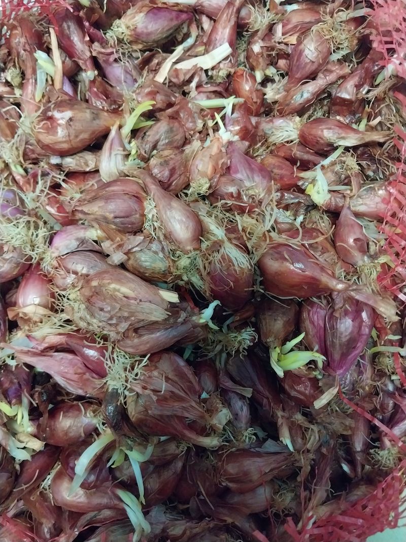 박종선님의 장터 판매 상품 [쪽파 종구 1 kg] 첨부 사진