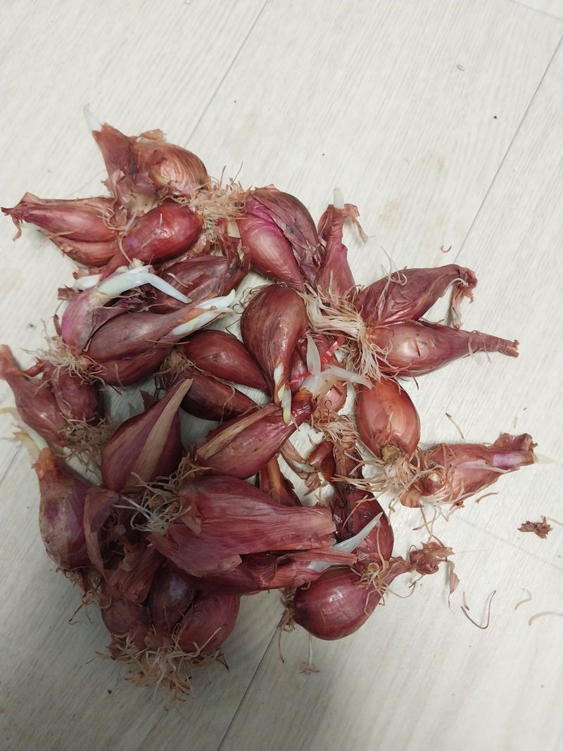 박종선님의 장터 판매 상품 [쪽파 종구 1 kg] 첨부 사진