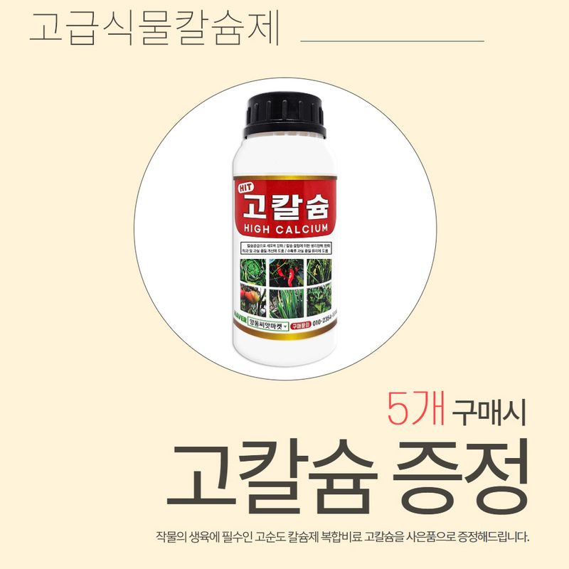 산들마켓,씨앗마켓님의 장터 판매 상품 [대학찰 옥수수 씨앗 70립 연농1호 옥수수씨 종자 5개 + 고칼슘 500ml 식물칼슘제 1개 증정] 첨부 사진