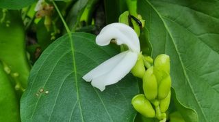 아침농원님의 자유주제 · 자유게시판 작성글 사진