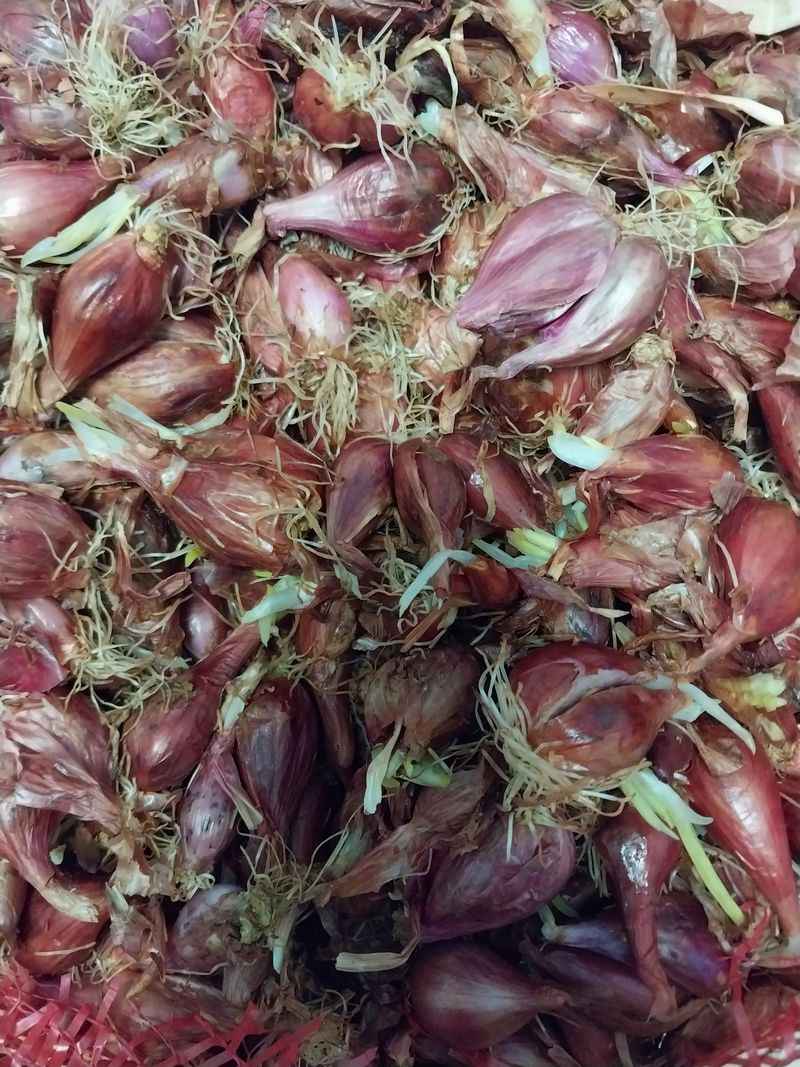 박종선님의 장터 판매 상품 [쪽파 종구 1 kg] 첨부 사진