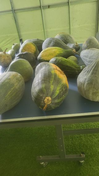 조명균님의 농사, 무엇이든 물어보세요! · 참여글 작성글 사진