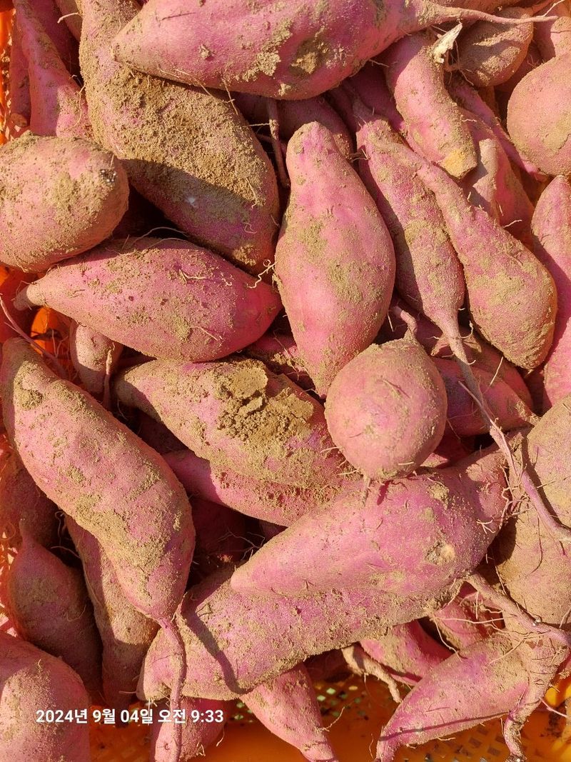 농촌이백억농원^^님의 장터 판매 상품 [안면도호박고구마] 첨부 사진