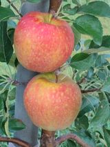 팜모닝 자유주제·자유게시판 게시글 이미지