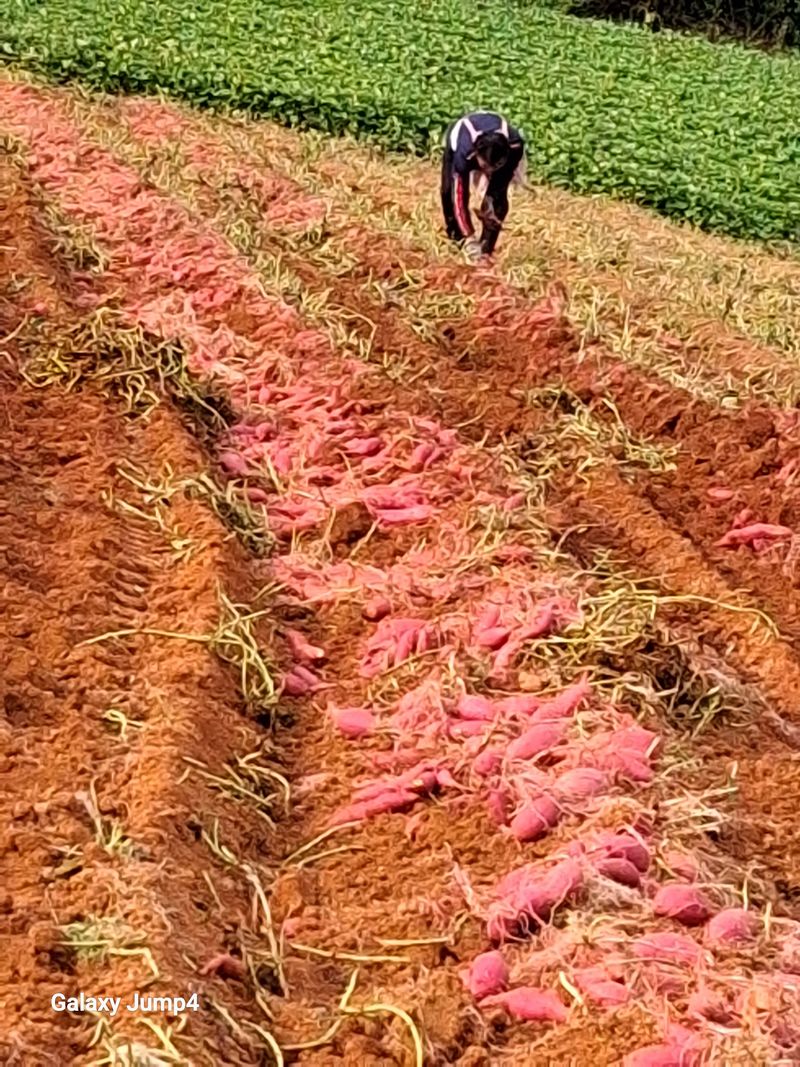 장터 상품 [안면도호박고구마] 썸네일